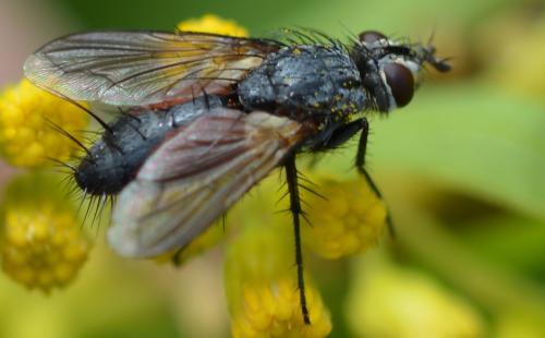 Réf. 307 390 : Eriothrix rufomaculata